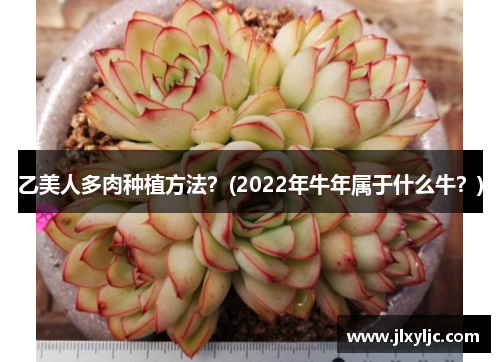乙美人多肉种植方法？(2022年牛年属于什么牛？)